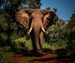 Elephant
